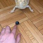 My bearded dragon scurrying to get this blueberry
