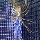 Whatever this is, I wouldn't want to encounter it