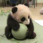 This is my toy. Don't touch it pleease.