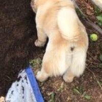 We ordered mulch. Apparently Drift loves how it feels.