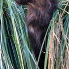 My moms new Maine Coon kitten is all ears!