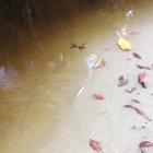 Focus on the mudskipper