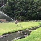 Emu’s first time around a sprinkler