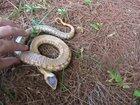 🔥 Western Hog-nosed snake insists he's dead