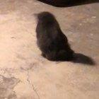 Mr. Wiggles 10/10 would wiggle again