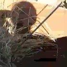 Just a hen and its offspring