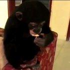 Alguien apta comprarnos un mono?