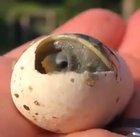 A tiny, newly born turtle, seeing the world for the first time
