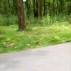 And some people are afraid of dogs