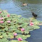 Lil guy prefers running