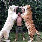 Big boys are still Tiger babies