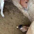 thanks i hate horses