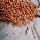 I almost stepped on clew of those worms.