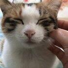 Something is wrong with my cat