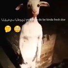 😳Quirky fresh lamb straight posted up🐑🕴 ديك طويلة