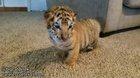 Adorable baby tigers at CARE big cat rescue in Texas.