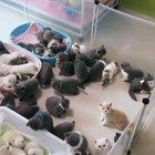 So many hairy bloodworms with legs