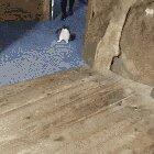 Penguins having aquarium for themselves with quarentine lockdown and no guests= visiting on cape town, south africa.