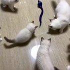 Toy cobra vs kittens