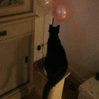 Curiosity killed the cat