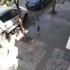 A cat returning to its apartment