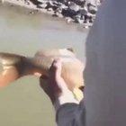 To save a carp