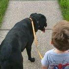 2yo son walking our 1yo doggo. They love each other!