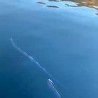 Two rarely seen oarfish swimming around