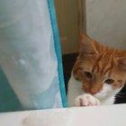 Newton fights with the infamous Bubble Bath