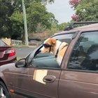 Not really sure if this counts as wholesome but it makes me laugh