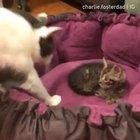 Looks comfy, it's mine now.