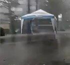 it has gained the power of flight