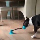 This Suction Cup Toy For Good Boys!