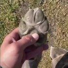 Баян про телефон.