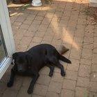 I don’t think my Stanley is taking to Bella very well