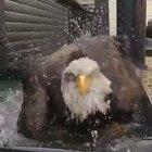 Eagle bath