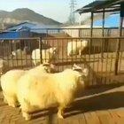 I’m assuming this is a recurring hilarious problem