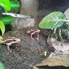 Two of my noisy boys