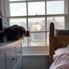 Seagull updates cat on latest gossip