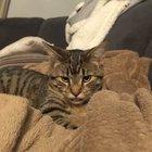 Is my friend's cat taunting or hitting on me?