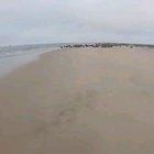 These guys cutting fishing lines off of seals