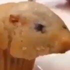 Stop stroking your flaccid dicks to some blocks, this hamster was baked into my fucking muffin