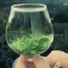 Rehydrating dried tea leaves