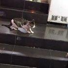 Leave it Tiddles he’s not worth it!