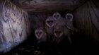 'Creepy Cool' Barn Owlets Caught on Camera!