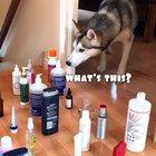 Huskies attempt the tip-toe challenge