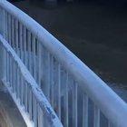 My deer mermaids need me.