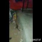 Rinha de rato ao som de link parque fodase