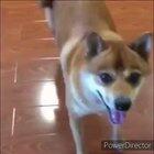 Quem não reagi a este shiba, vai ter 7 anos de azar