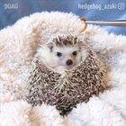 Let this hedgehog brightens your day .